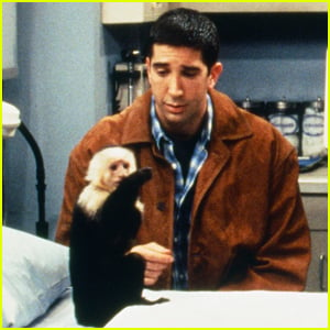David Schwimmer Was 'Jealous' of Monkey Marcel on 'Friends,' Animal Trainer Says