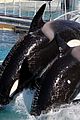 marion cotillard killer whales 01