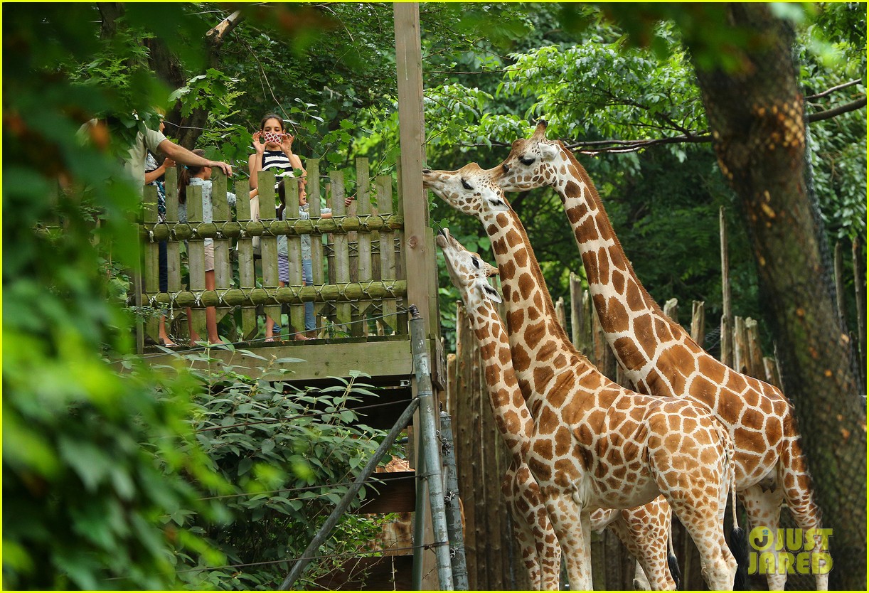 katie holmes suri feeds giraffes at bronx zoo 032693512