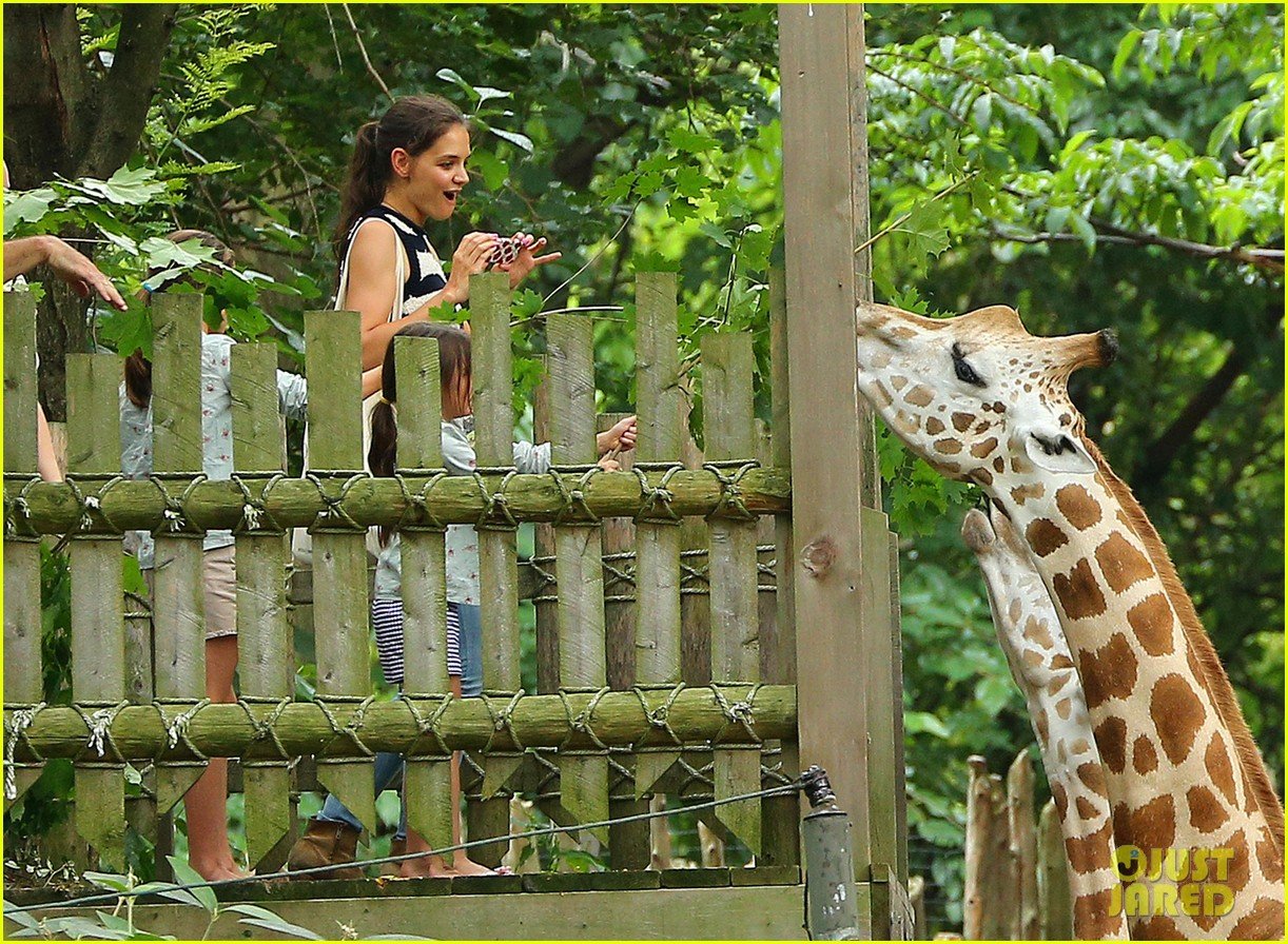 katie holmes suri feeds giraffes at bronx zoo 052693514