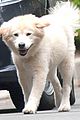 suki waterhouse walks bradley cooper dog charlotte 02