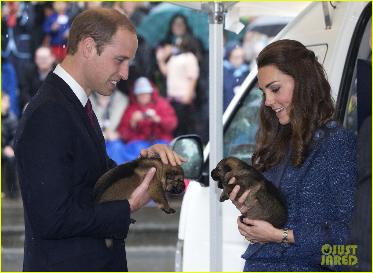prince george makes appearance parents play with puppies 143092949