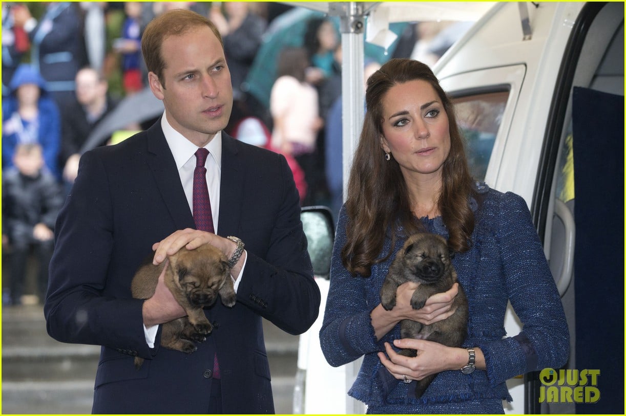 prince george makes appearance parents play with puppies 173092952