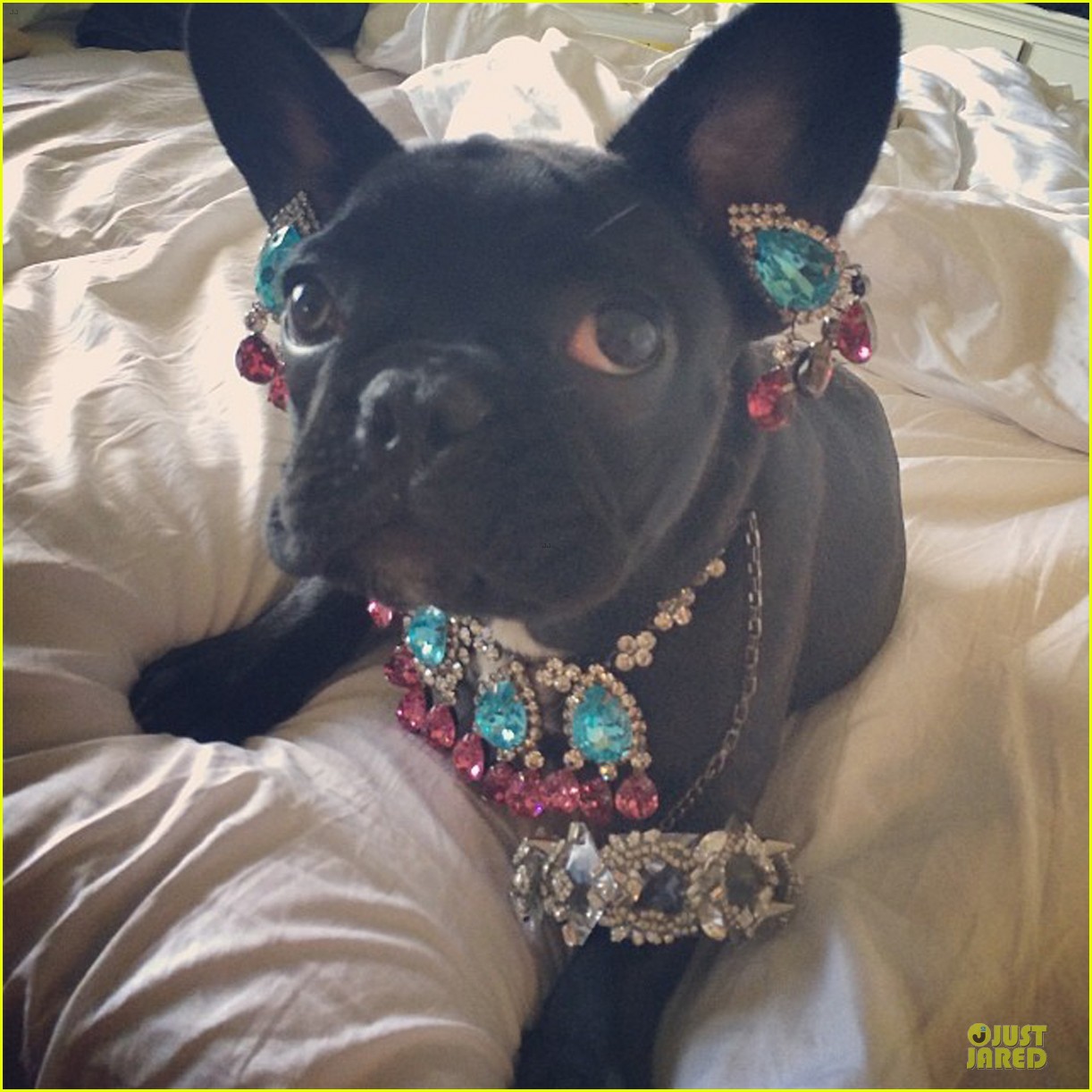 peta thinks lady gaga asia is adorable without jewels 05