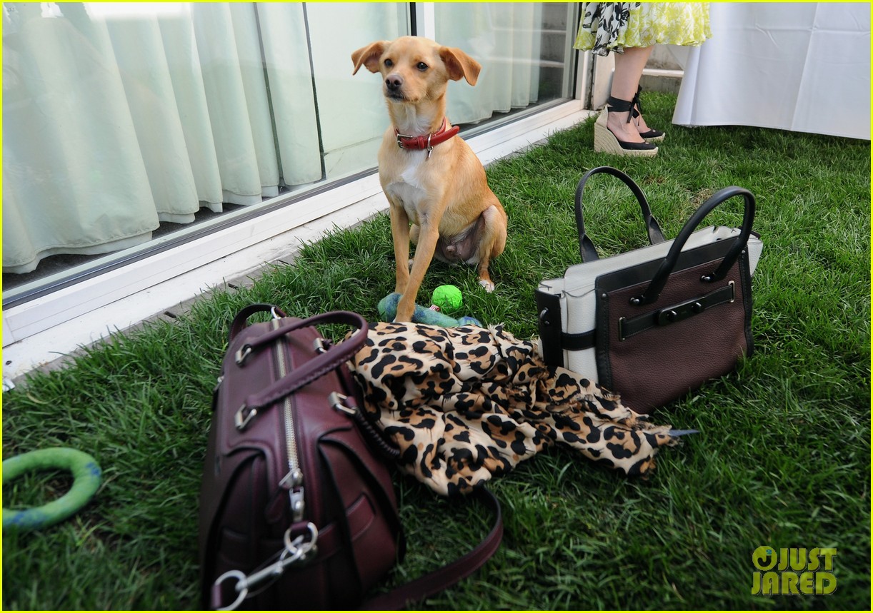 ariana grandes dog hosted a coach event 023426095