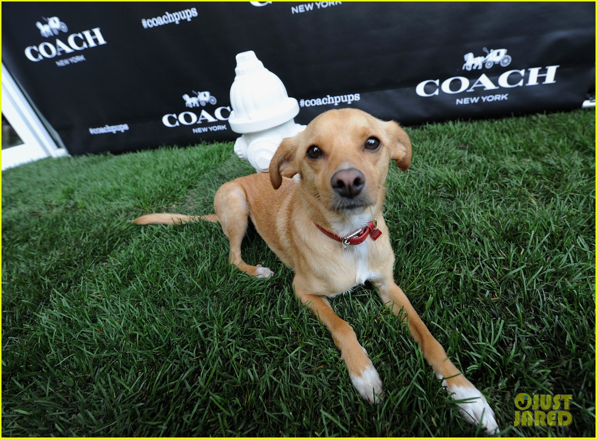 ariana grandes dog hosted a coach event 07