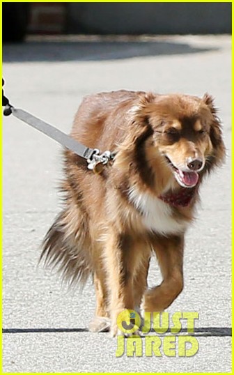 amanda seyfried walks dog in movie set 06