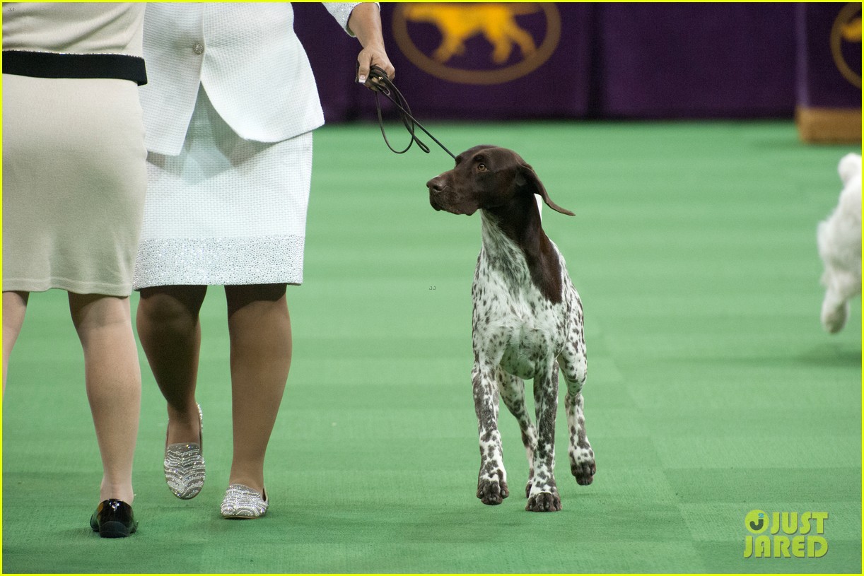 who won best in show at westminster dog show 033581296