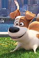 secret life of pets sequel hits theaters in 2018 15