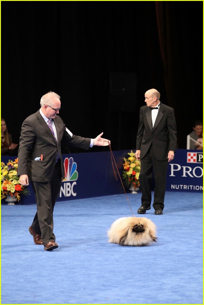 best in show purina national dog show 073815150