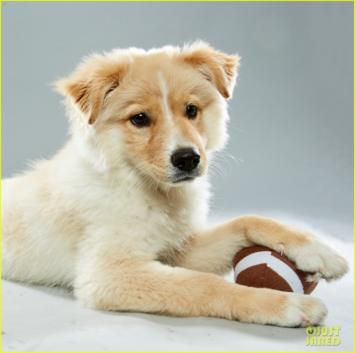 what is the puppy bowl 063853401