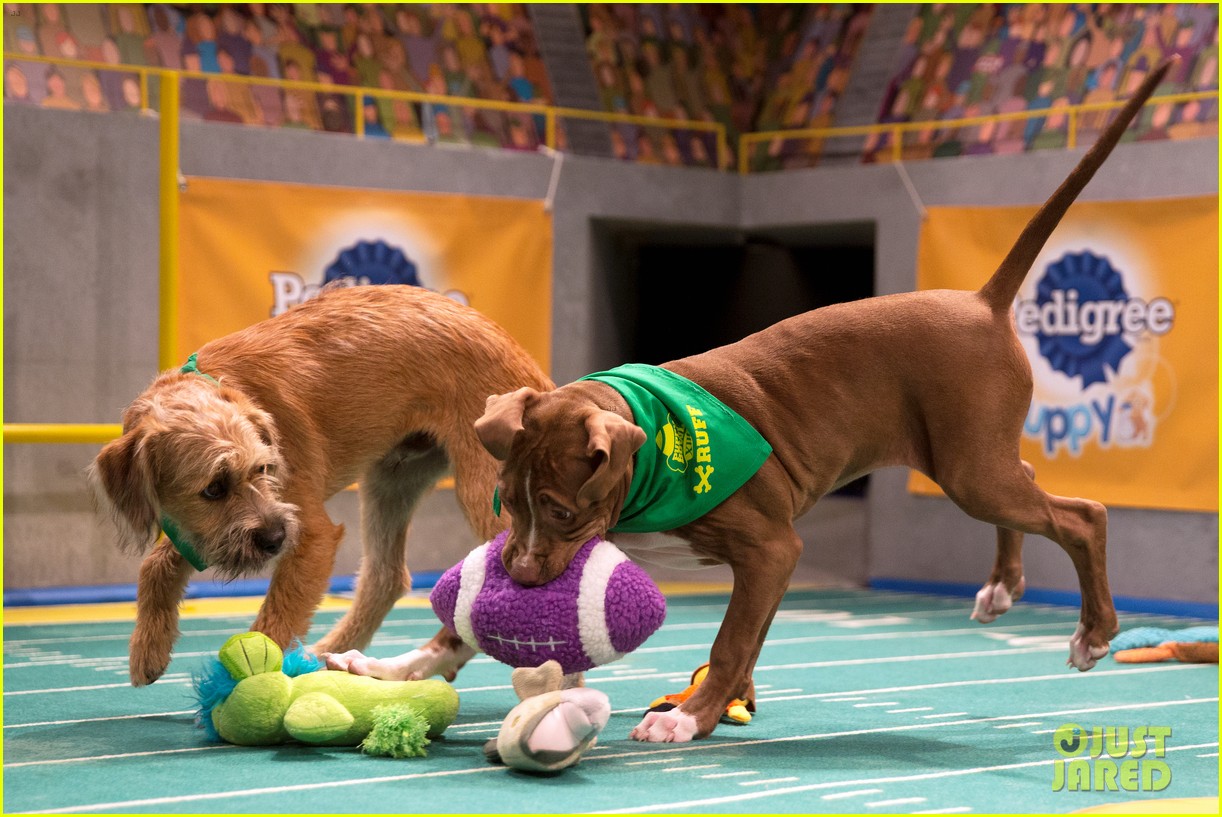 what is the puppy bowl 193853414