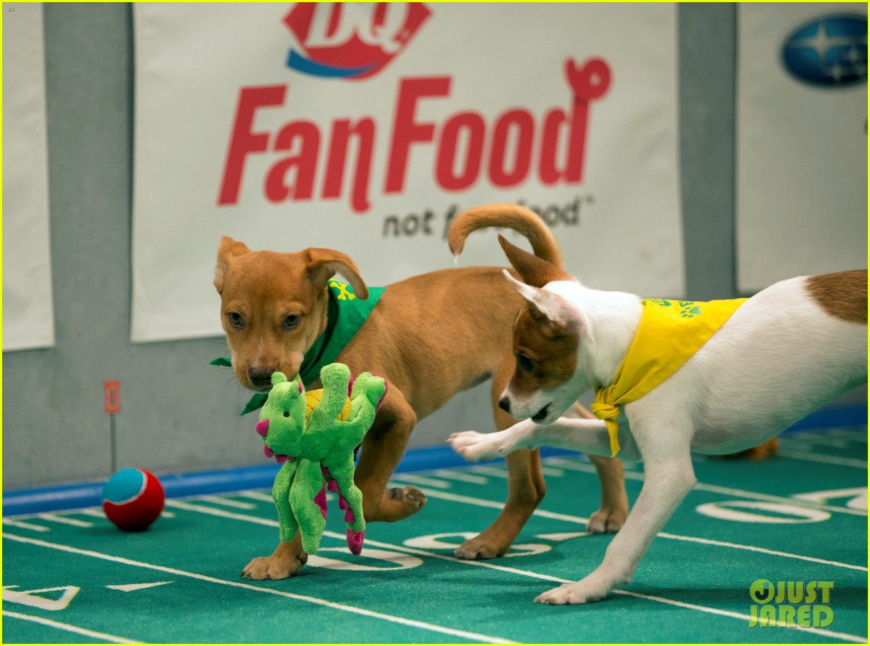 what is the puppy bowl 423853437