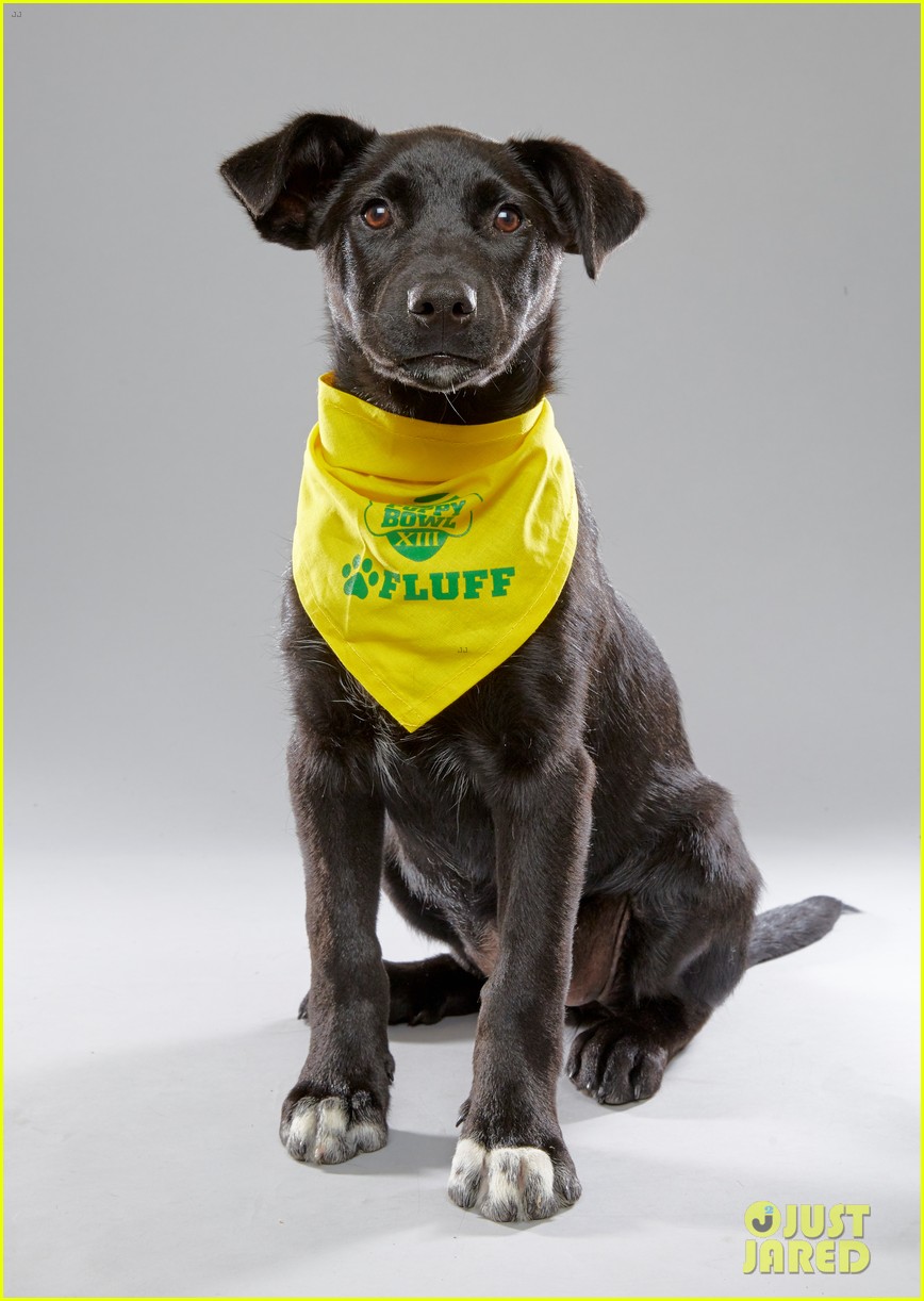 what is the puppy bowl 663853461