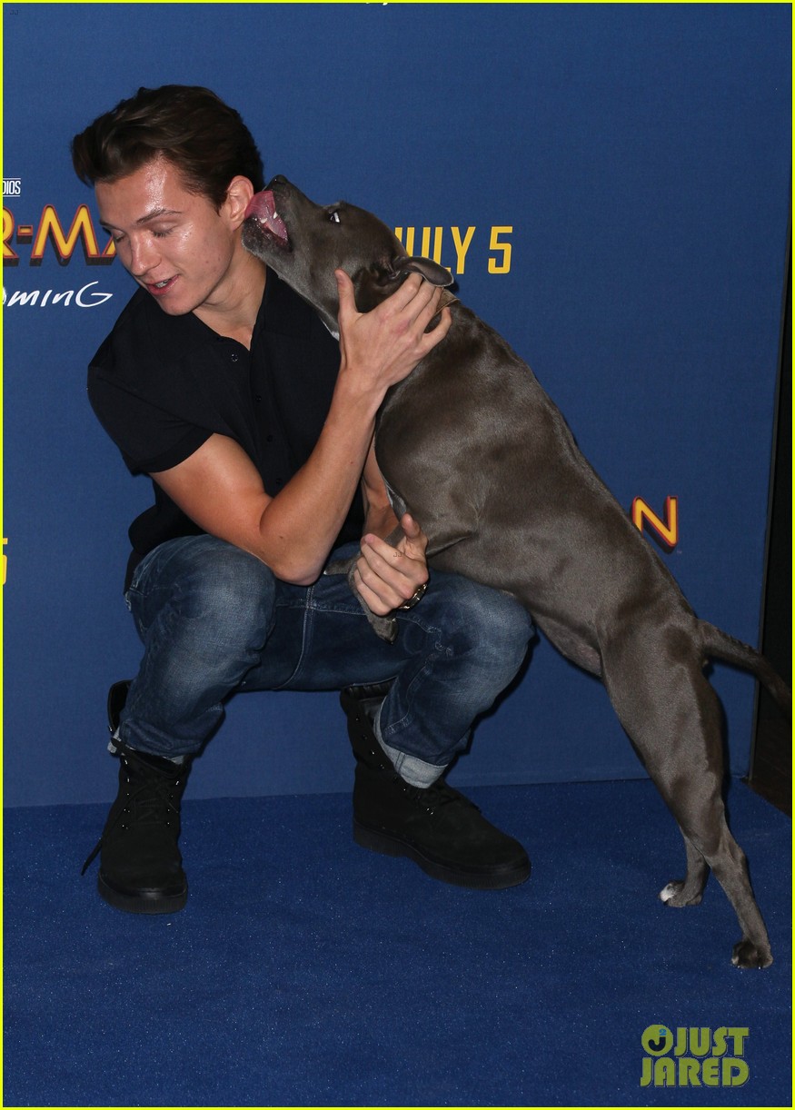 tom hollands pet pooch steals the show at spider man homecoming london 133914791