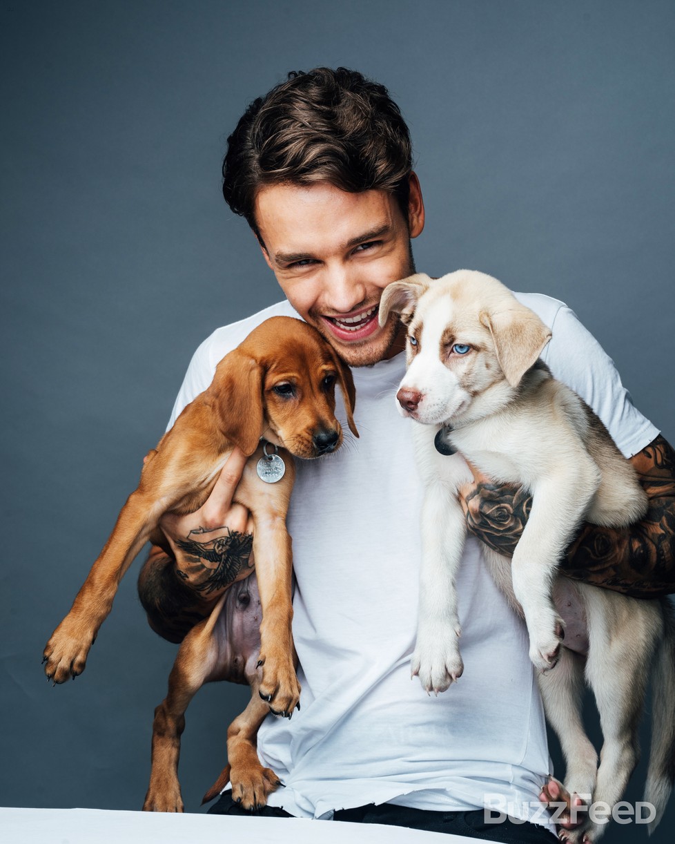 liam payne buzzfeed puppies zayn harry quotes 073939583