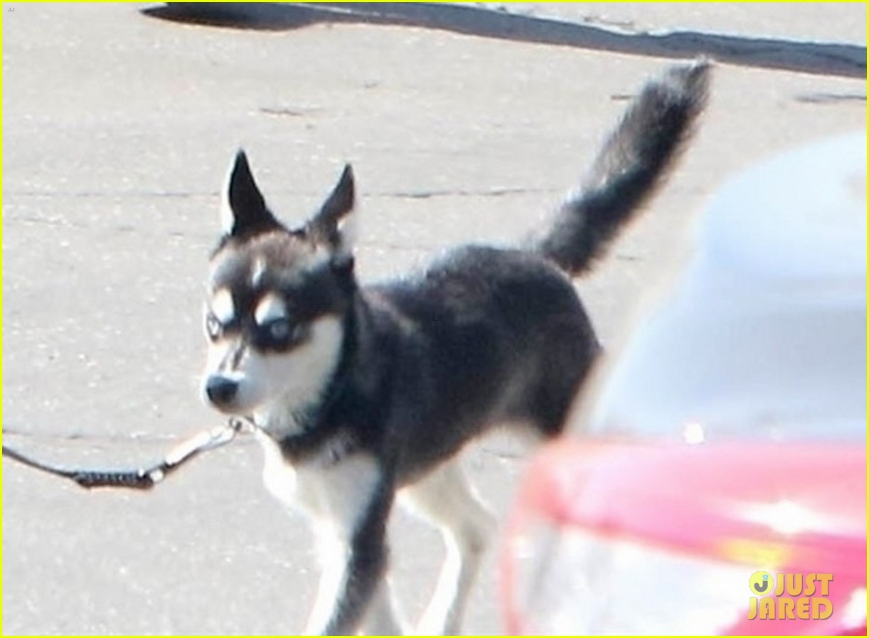 joe jonas takes his adorable husky puppy for a walk in weho 03