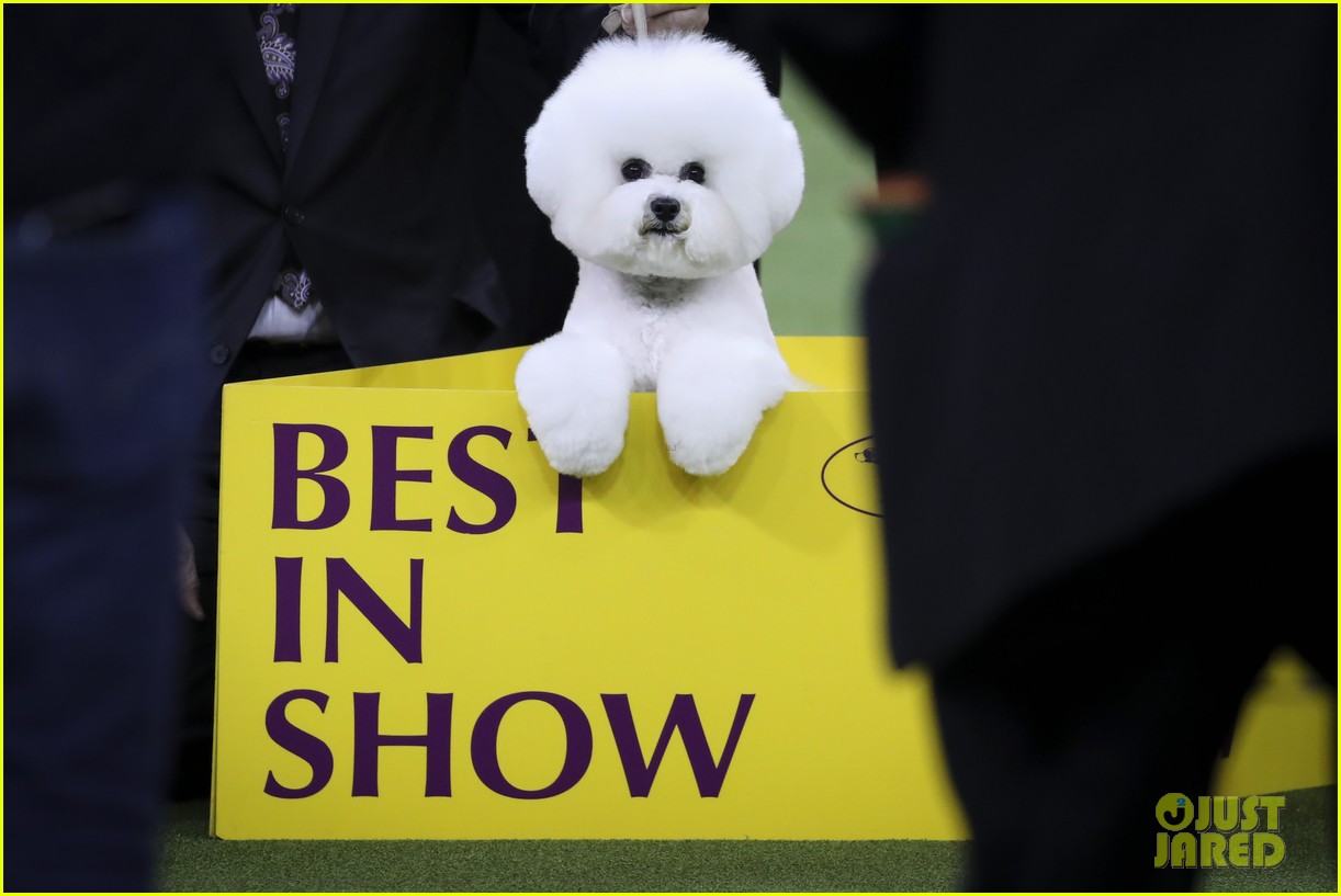 Clearance westminster dog show 2018 best in show Top Sale