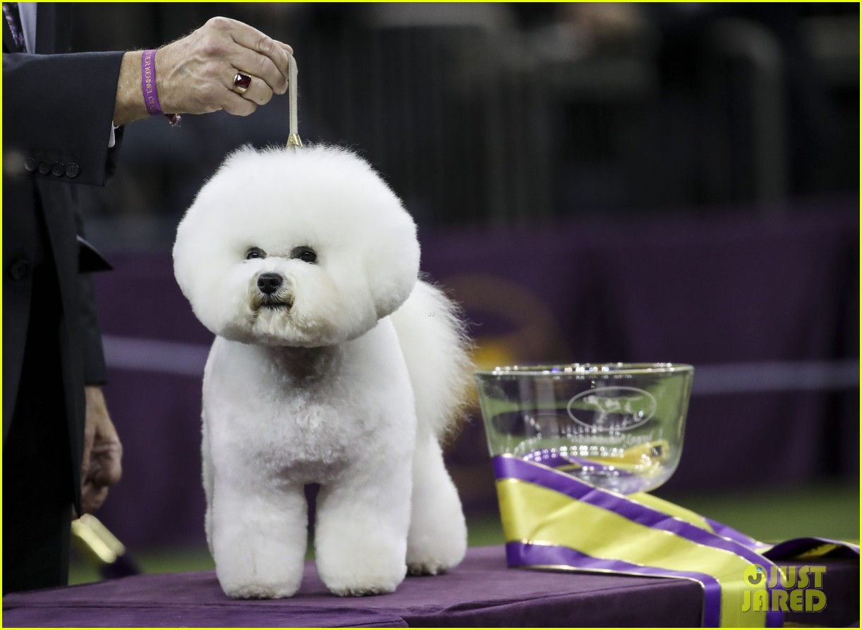 who won best in show at westminster 094032845