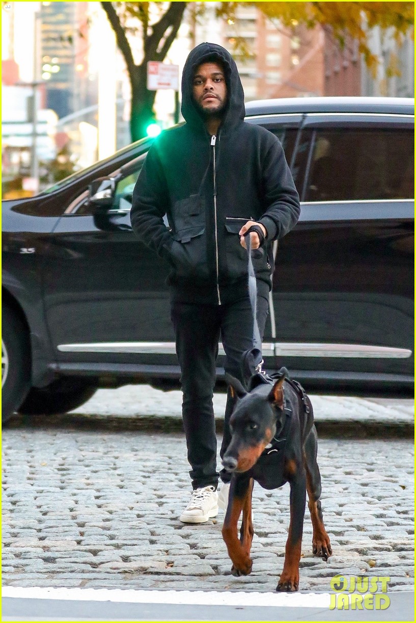 the weeknd takes dog for walk in cold new york weather 034175537