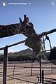 whitney cummings stanley giraffe 2018 02