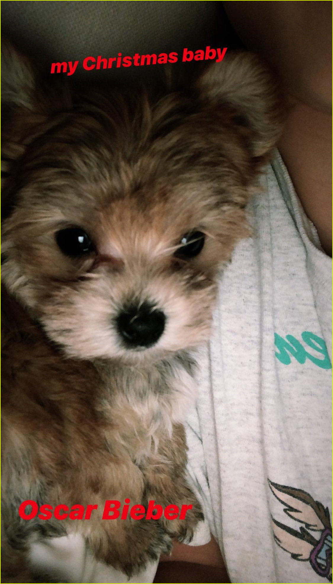 justin hailey bieber adopt adorable puppy for christmas 064201672