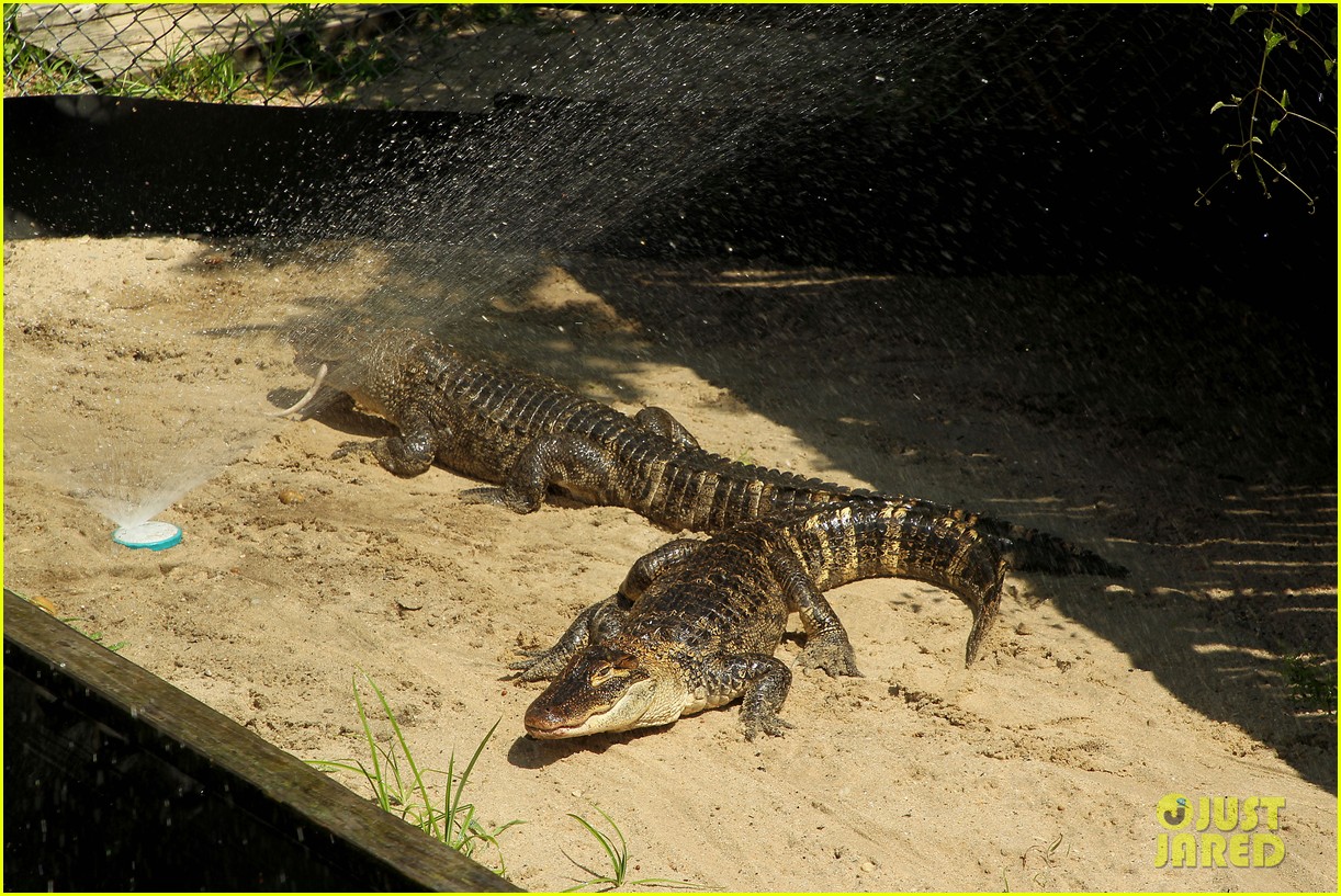 kaya scodelario crawl alligator event 054320023