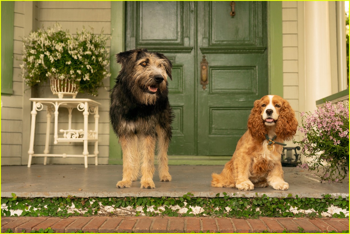 disneys live action lady and tramp gets new trailer 03.4371019