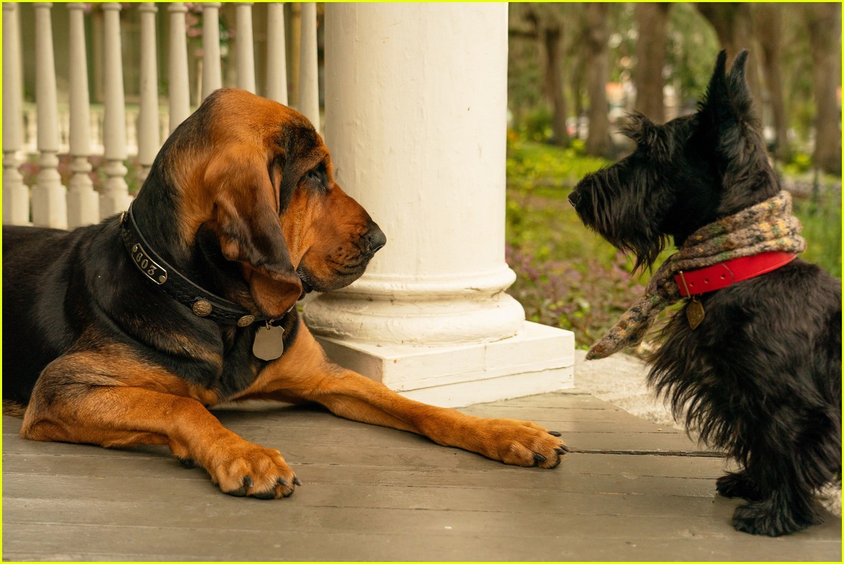 disneys live action lady and tramp gets new trailer 10.