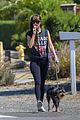 dakota johnson goes walking with her dog 37