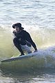 leighton meester adam brody hold hands surfing 52