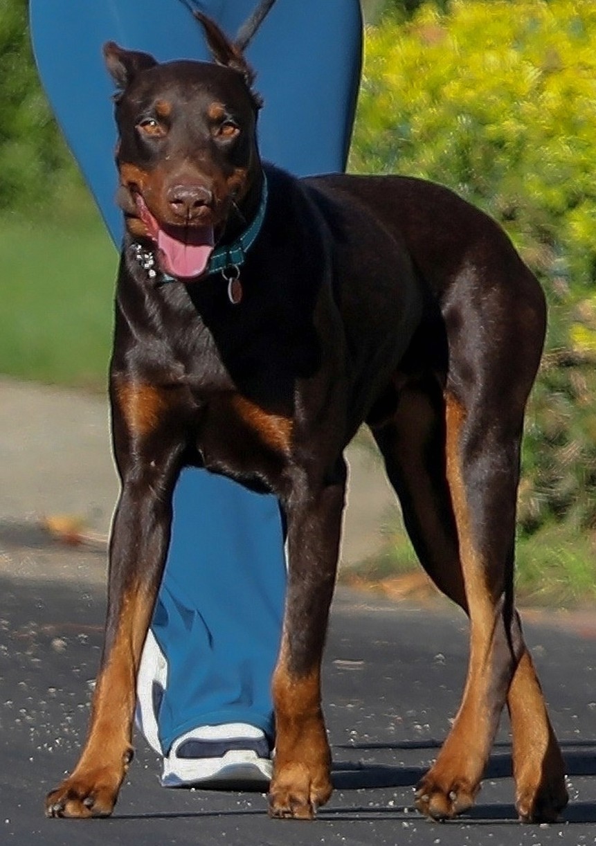 Kate Hudson & Maddie Ziegler Star In Vibrant Trailer For Sia's