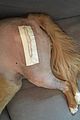 chris evans dog recovering surgery 01