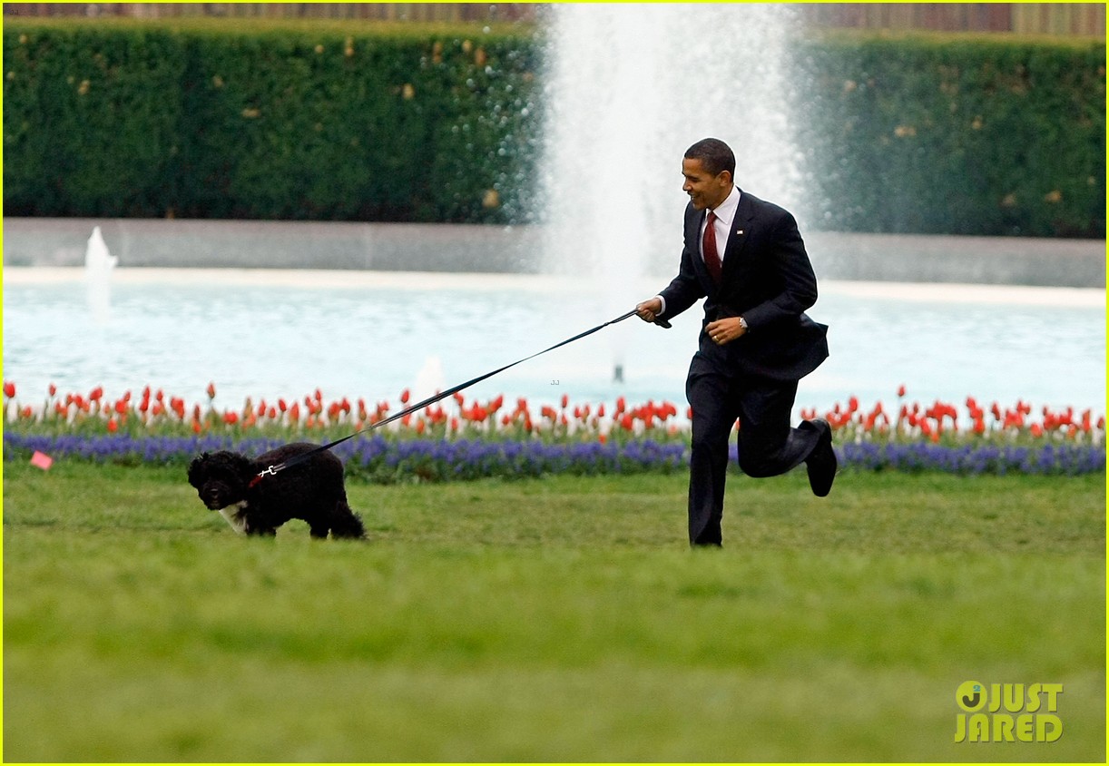 obamas mourn death of dog bo 08