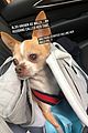 katharine mcphee mourns death of rescue dog wilma 03