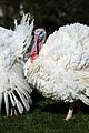 joe biden pardons two turkeys thanksgiving 11