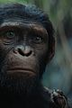 kingdom of the planet of the apes first stills 02