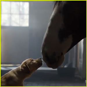 Budweiser Super Bowl Commercial 2014 (Video) - Clydesdales Horses & Puppy Love!