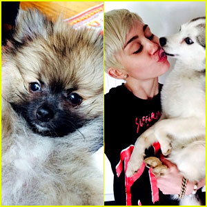 Miley Cyrus Gets Cute New Pup After Her Beloved Dog's Death