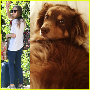 Amanda Seyfried's Dog Finn Is Too Cute, Even When He's A Little Guilty!