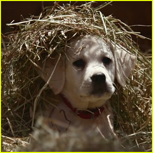 Budweiser's Lost Dog Super Bowl Commercial 2015 - WATCH NOW!