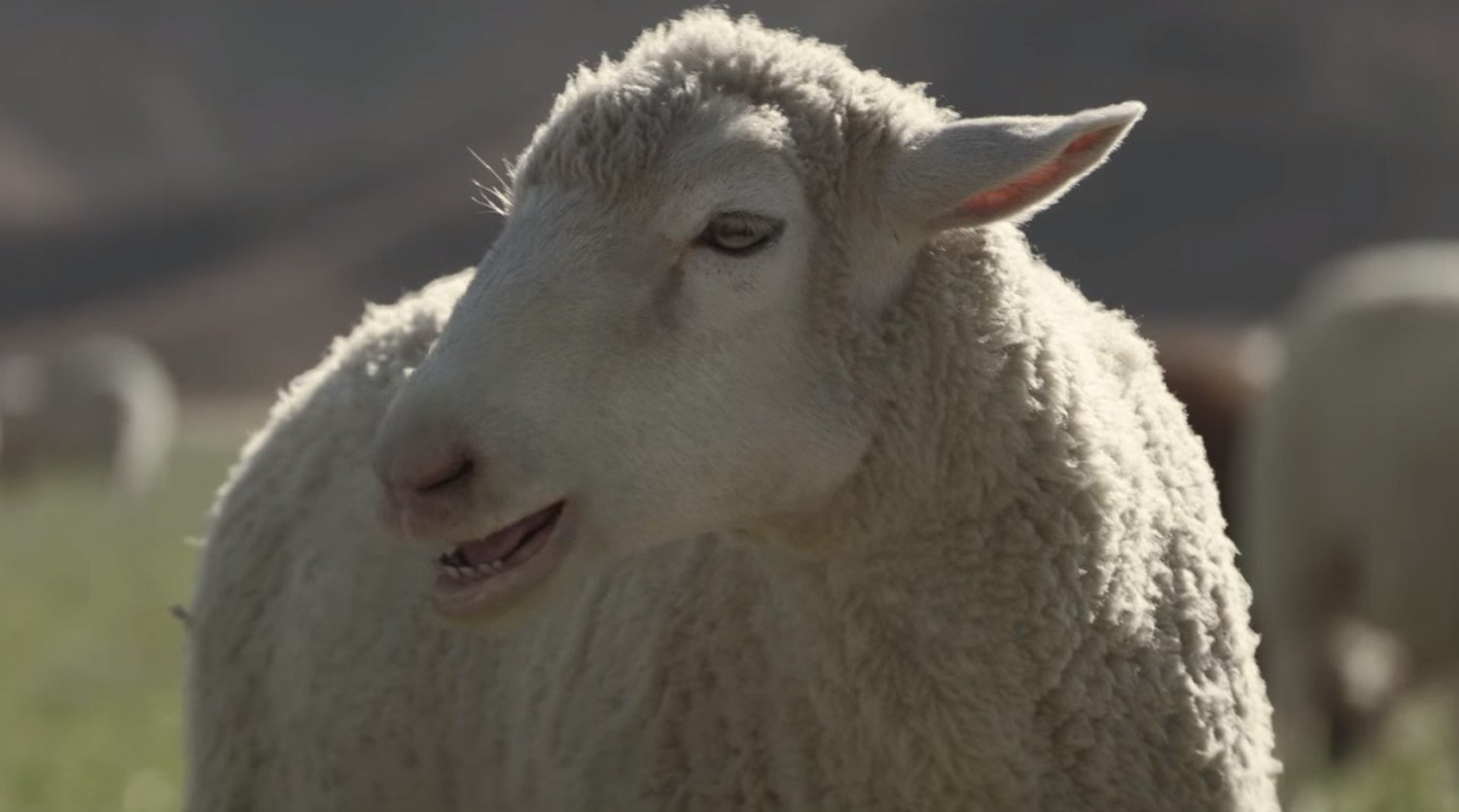 Honda Super Bowl Commercial 2016 Sheeps Sing Queen! 2016 Super Bowl