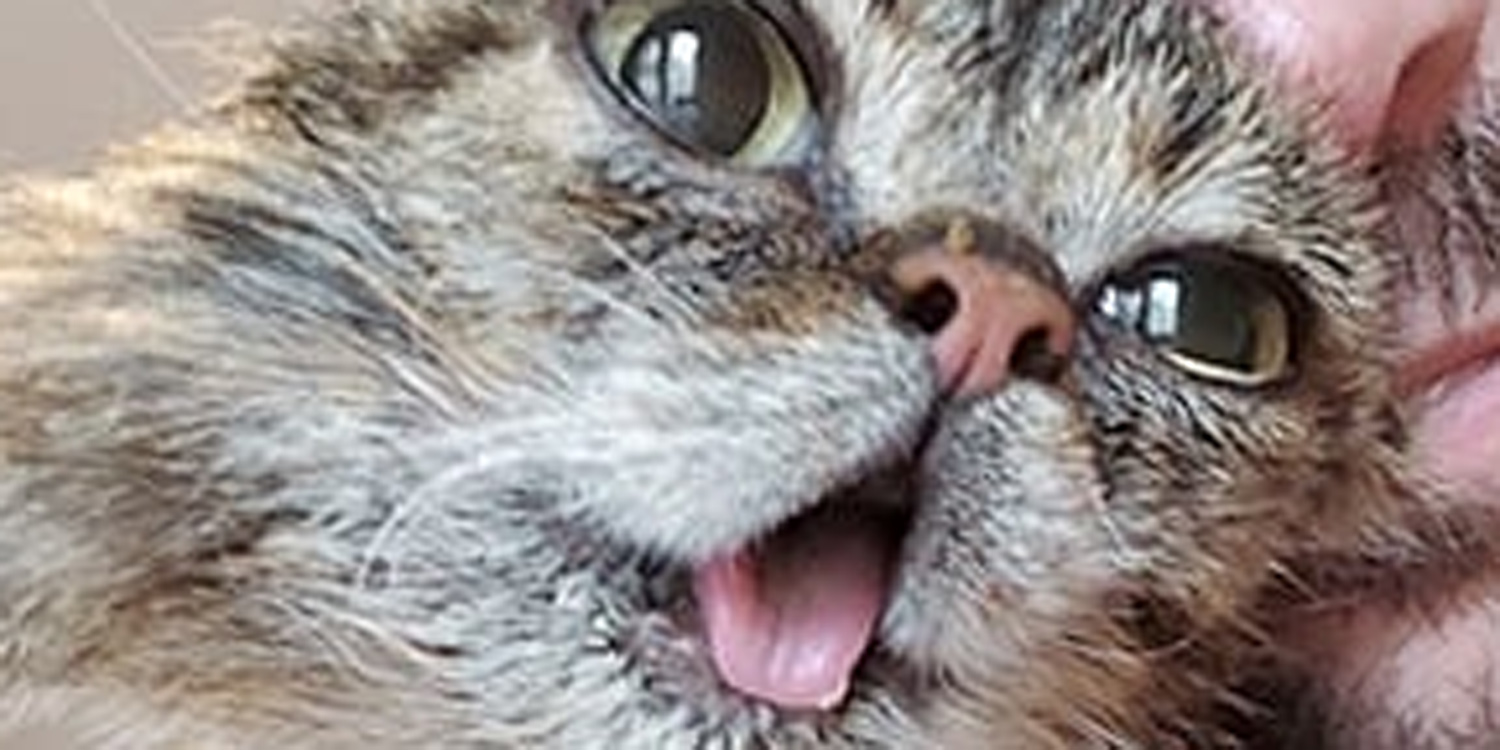 Lil Bub’s Owner Wants to Send Late Cat’s Ashes Into Outer Space