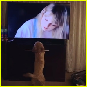 Kristin Chenoweth's Dog Is Obsessed With Taylor Swift's Cat! (Video)