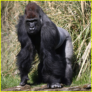Two Gorillas at San Diego Zoo Test Positive For Coronavirus