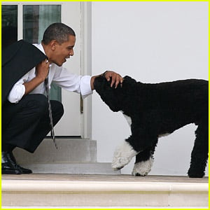Barack & Michelle Obama Mourn the Death of Their Dog Bo - Read Their Emotional Statements