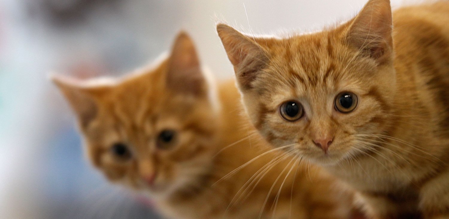 Philadelphia Contractor Saves 16 Cats Stuck in Walls of Abandoned House