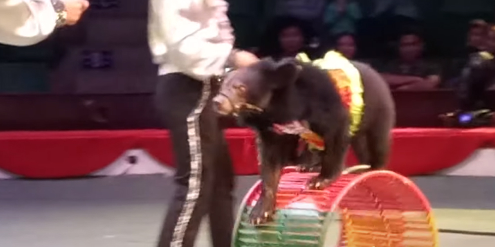 Vietnam Circus Ends Performances With Bears, Surrenders to Animal