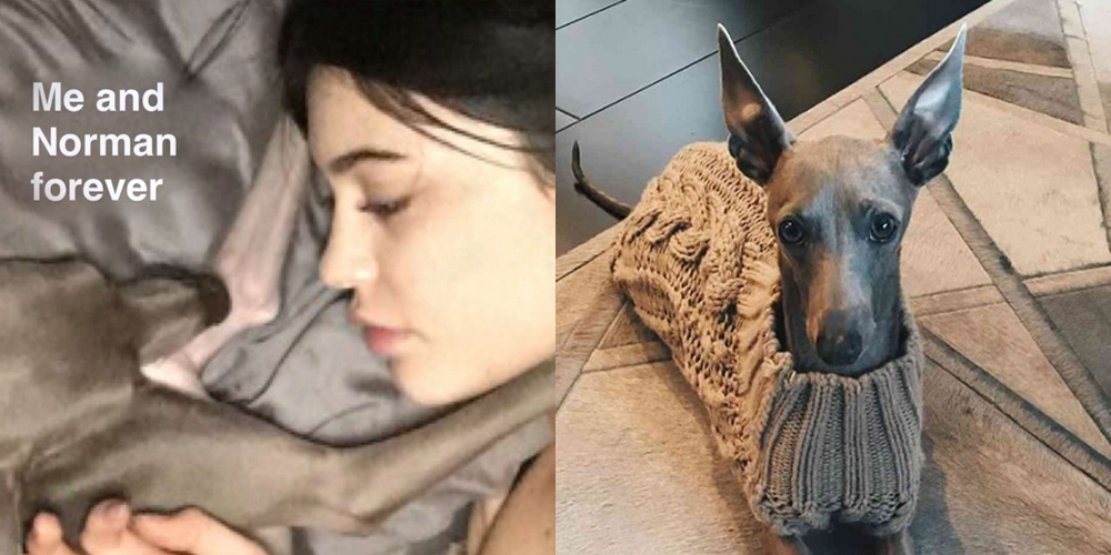 Kylie Jenner Announces Beloved Dog Norman Has Died | Celebrity Pets, Kylie Jenner | Celebrity News and Gossip | Entertainment, Photos and Videos