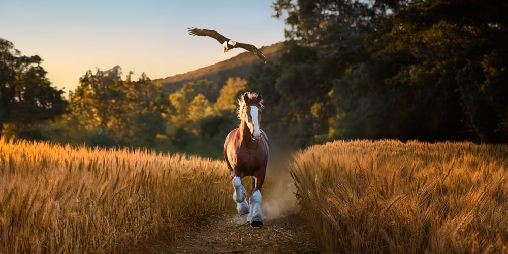 Comercial de Budweiser Super Bowl 2026: el joven Clydesdale se hace amigo del águila calva | Budweiser, Lynyrd Skynyrd | Noticias y rumores de celebridades | Entretenimiento, fotos y vídeos